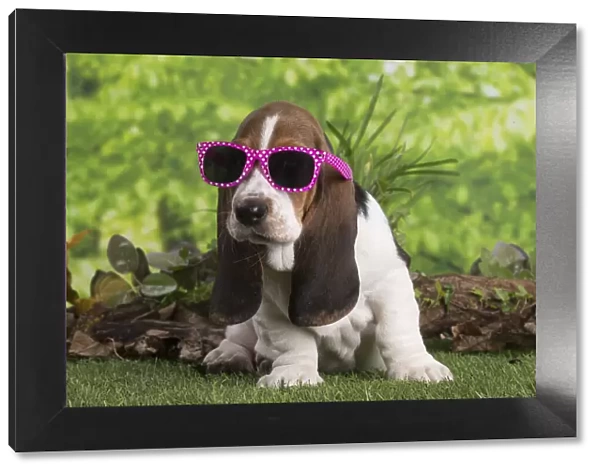 13132422. Basset Hound puppy outdoors wearing sunglasses Date