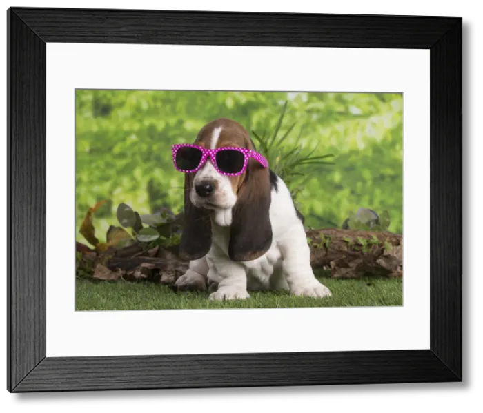 Framed Print : 13132422. Basset Hound puppy outdoors wearing sunglasses Date Framed Print : 13132422. Basset Hound puppy outdoors wearing sunglasses Date