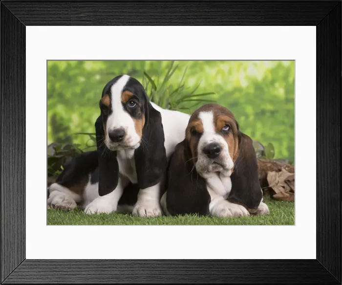 Framed Print : 13132425. Basset Hound puppies outdoors Date Framed Print : 13132425. Basset Hound puppies outdoors Date
