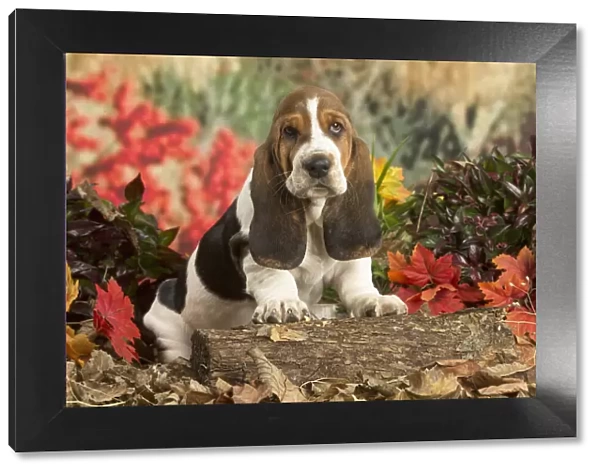 13132426. Basset Hound puppy outdoors in Autumn Date