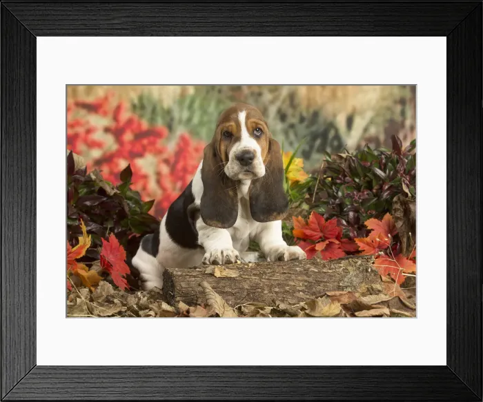 Framed Print : 13132426. Basset Hound puppy outdoors in Autumn Date Framed Print : 13132426. Basset Hound puppy outdoors in Autumn Date