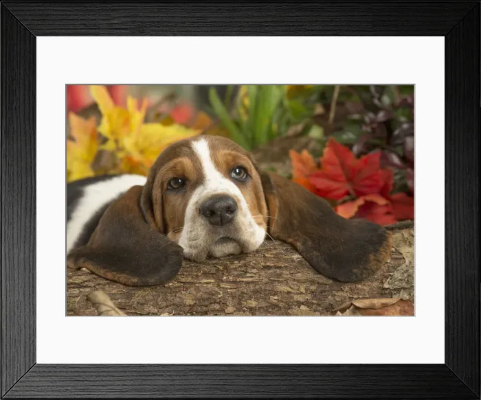 Framed Print : 13132427. Basset Hound puppy outdoors in Autumn Date Framed Print : 13132427. Basset Hound puppy outdoors in Autumn Date
