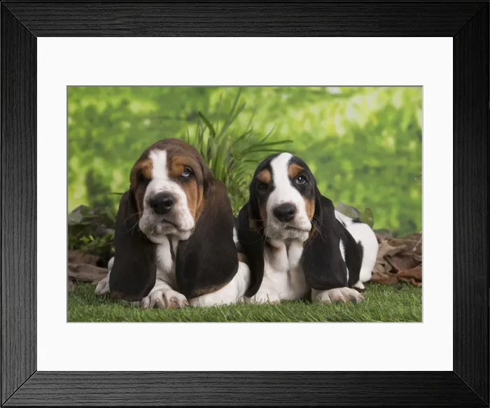 Framed Print : 13132424. Basset Hound puppies outdoors Date Framed Print : 13132424. Basset Hound puppies outdoors Date