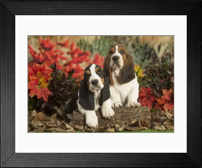 Framed Print : 13132428. Basset Hound puppies outdoors in Autumn Date Framed Print : 13132428. Basset Hound puppies outdoors in Autumn Date
