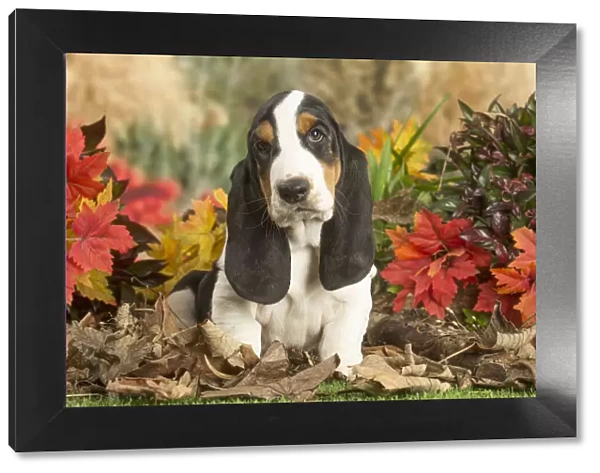 13132429. Basset Hound puppy outdoors in Autumn Date