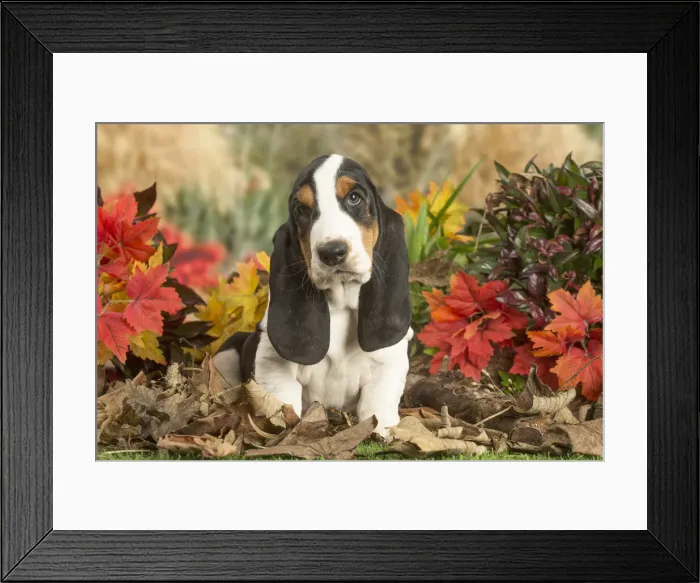 Framed Print : 13132429. Basset Hound puppy outdoors in Autumn Date Framed Print : 13132429. Basset Hound puppy outdoors in Autumn Date