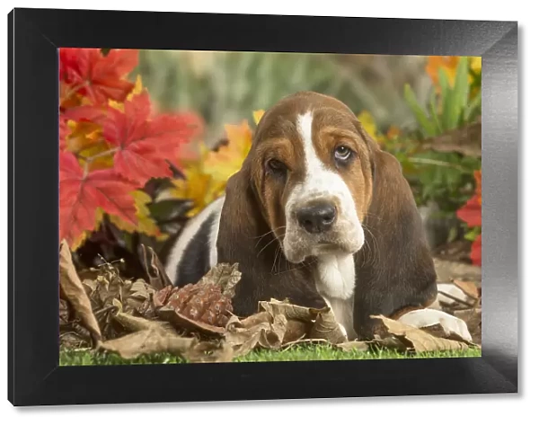 13132430. Basset Hound puppy outdoors in Autumn Date