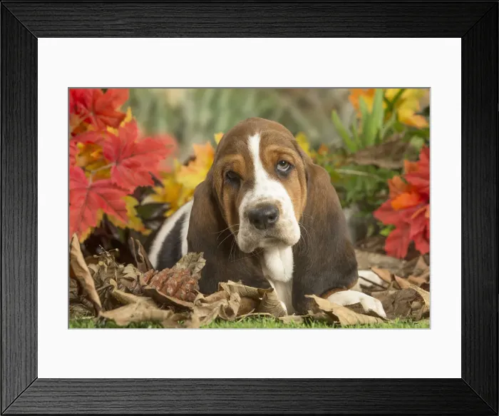 Framed Print : 13132430. Basset Hound puppy outdoors in Autumn Date Framed Print : 13132430. Basset Hound puppy outdoors in Autumn Date