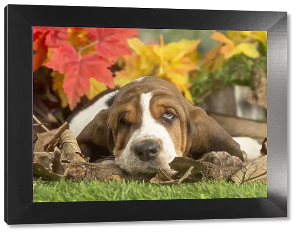 13132431. Basset Hound puppy outdoors in Autumn Date