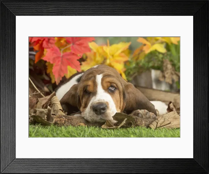Framed Print : 13132431. Basset Hound puppy outdoors in Autumn Date Framed Print : 13132431. Basset Hound puppy outdoors in Autumn Date