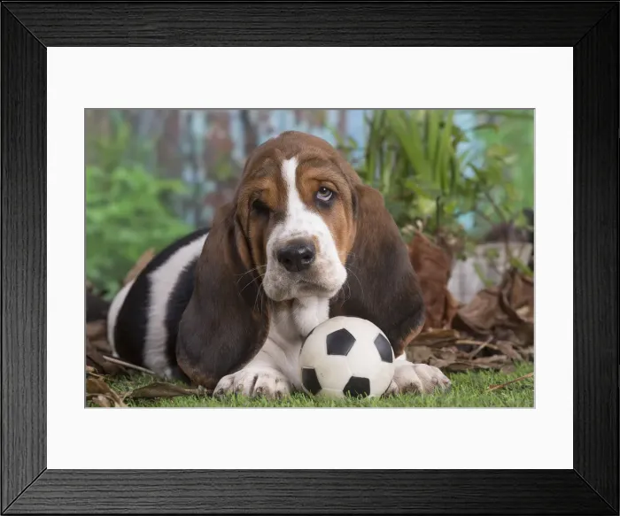 Framed Print : 13132433. Basset Hound puppy outdoors Date