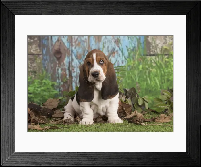Framed Print : 13132432. Basset Hound puppy outdoors Date
