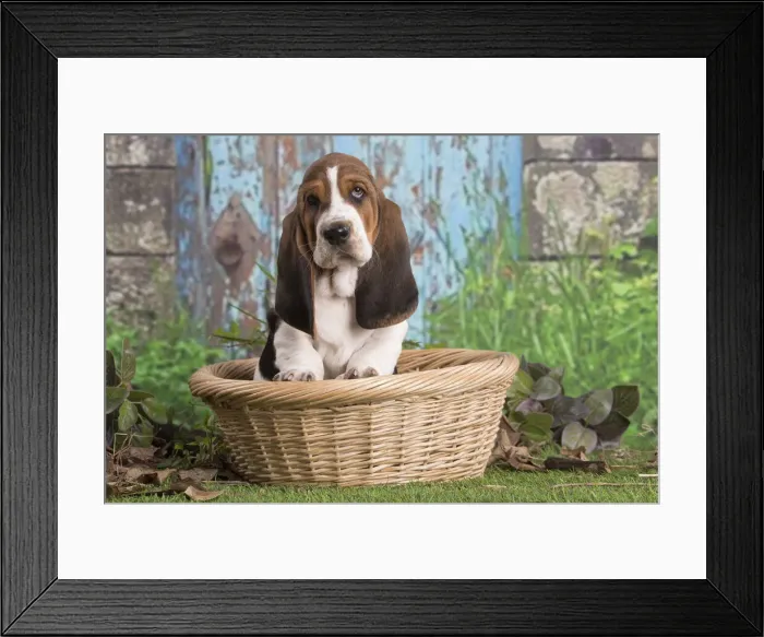 Framed Print : 13132434. Basset Hound puppy outdoors in a basket Date Framed Print : 13132434. Basset Hound puppy outdoors in a basket Date