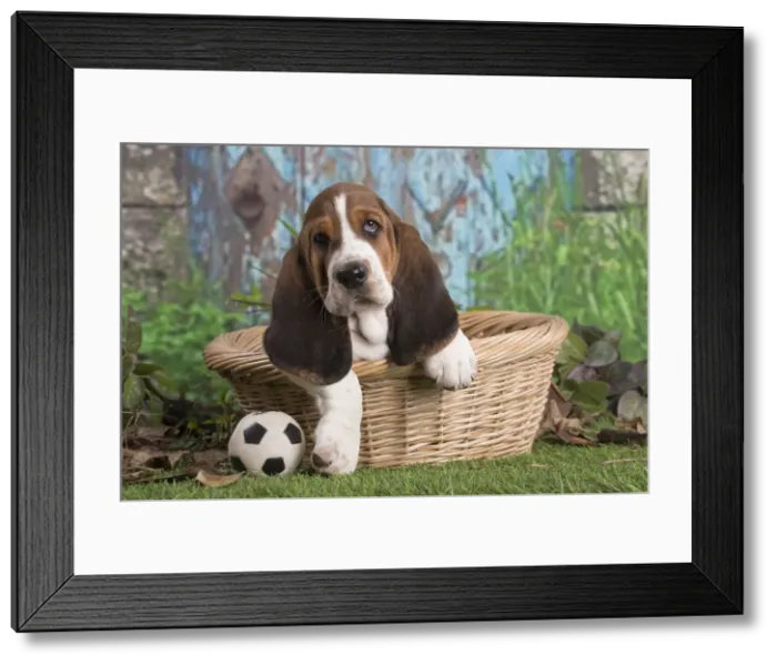 Framed Print : 13132435. Basset Hound puppy outdoors in a basket Date Framed Print : 13132435. Basset Hound puppy outdoors in a basket Date