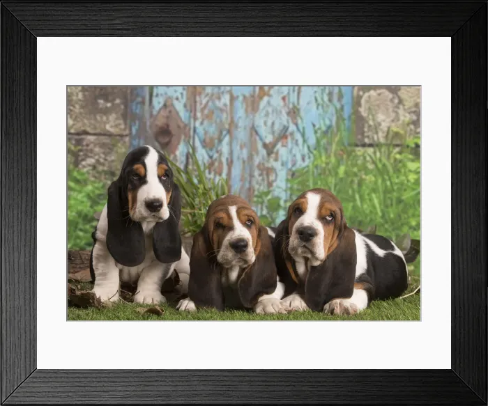 Framed Print : 13132437. Basset Hound puppies outdoors Date Framed Print : 13132437. Basset Hound puppies outdoors Date