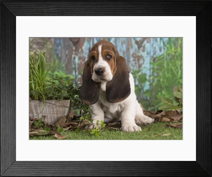 Framed Print : 13132436. Basset Hound puppy outdoors Date