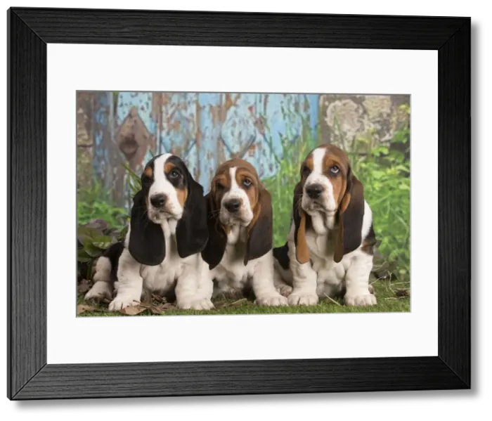 Framed Print : 13132438. Basset Hound puppies outdoors Date Framed Print : 13132438. Basset Hound puppies outdoors Date