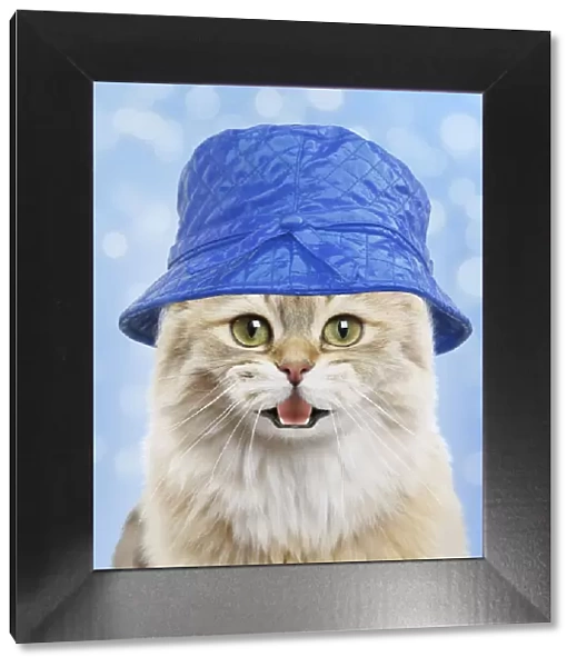 13132439. British longhair black golden shaded cat, smiling wearing blue hat Date