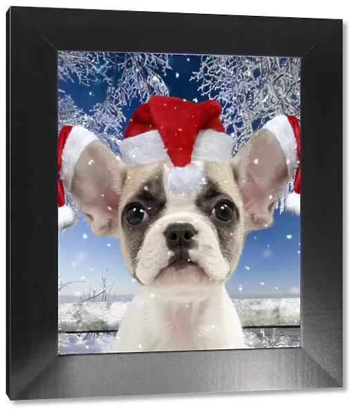 13132440. French Bulldog puppy wearing Christmas hats in snow Date