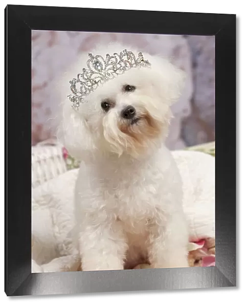13132441. Dog - Bichon Frise wearing a tiara Date