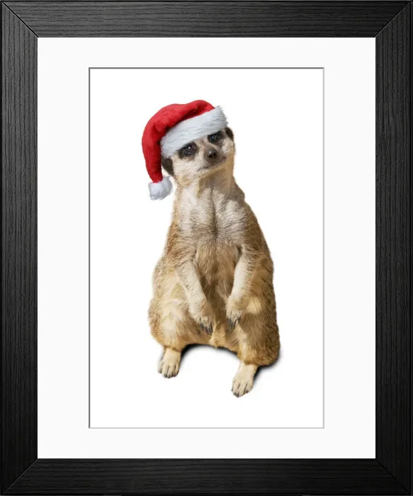 Framed Print : 13132443. Meerkat / Suricate, wearing Christmas hat Date Framed Print : 13132443. Meerkat / Suricate, wearing Christmas hat Date