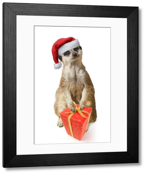 Framed Print : 13132444. Meerkat  /  Suricate, wearing Christmas hat with Christmas present Date