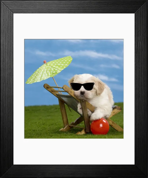 Framed Print : 13132442. Dog - Havanese puppy - on deckchair with sun umbrella adn sunglasses Date Framed Print : 13132442. Dog - Havanese puppy - on deckchair with sun umbrella adn sunglasses Date