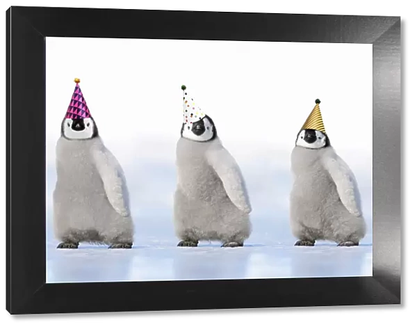 13132693. Emperor Penguin, three chicks wearing party hats Date