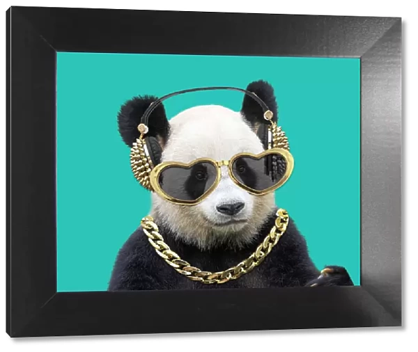 13132695. Giant Panda, wearing gold headphones heart-shaped sunglasses and chain Date