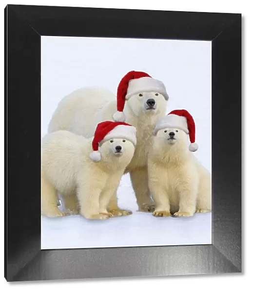 13132694. Polar Bear - adult female with one year old cubs wearing Christmas hats Date