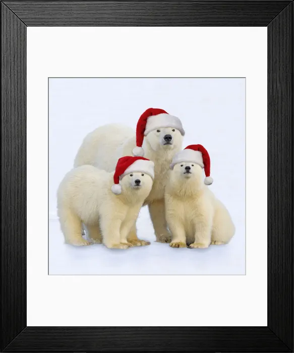 Framed Print : 13132694. Polar Bear - adult female with one year old cubs wearing Christmas hats Date Framed Print : 13132694. Polar Bear - adult female with one year old cubs wearing Christmas hats Date