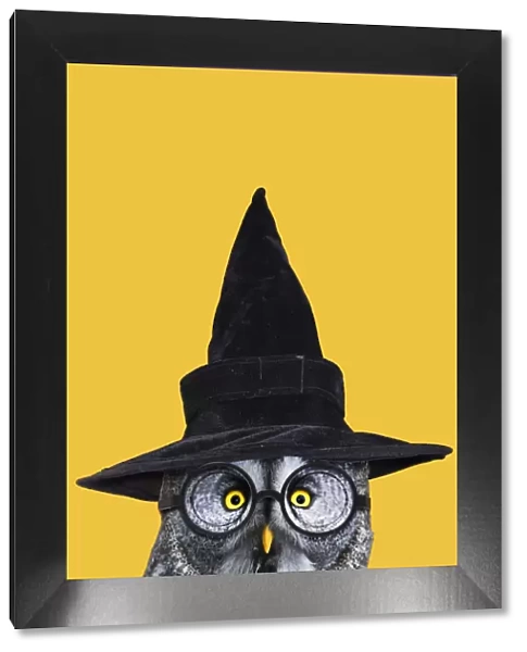 13132697. Great Grey Owl, wearing witches hat and glasses Date