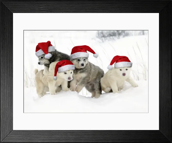 Framed Print : 13132696. Arctic Framed Print : 13132696. Arctic