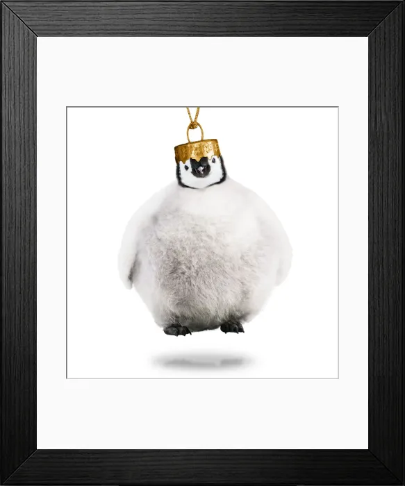 Framed Print : 13132700. Emperor Penguin, Christmas bauble Date Framed Print : 13132700. Emperor Penguin, Christmas bauble Date