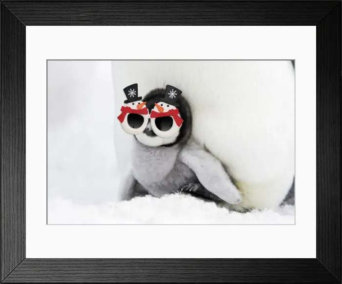 Framed Print : 13132703. Emperor Penguin - chick sheltering on adult's feet with woolly hat Date