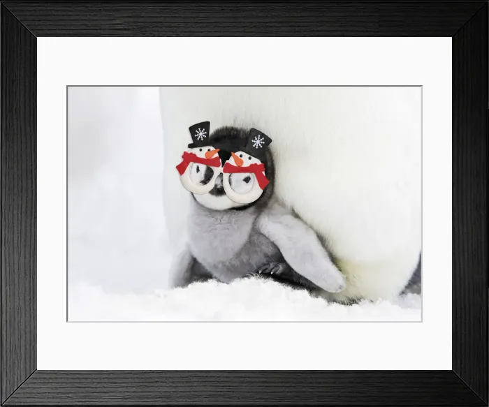 Framed Print : 13132704. Emperor Penguin - chick sheltering on adult's feet with woolly hat Date Framed Print : 13132704. Emperor Penguin - chick sheltering on adult's feet with woolly hat Date