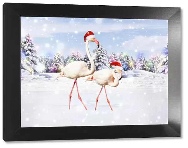 13132705. Flamingos, wearing Christmas hat walking through Christmas scene Date