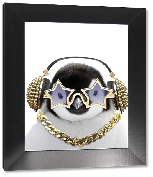 13132708. Emperor Penguin, close-up of chick with gold neclace  /  chain headphones