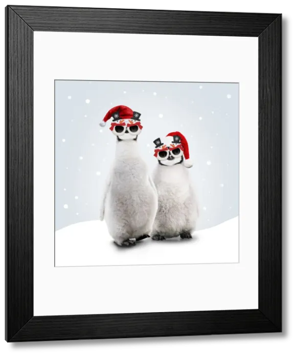 Framed Print : 13132707. Emperor Penguin, young wearing Christmas hats Framed Print : 13132707. Emperor Penguin, young wearing Christmas hats