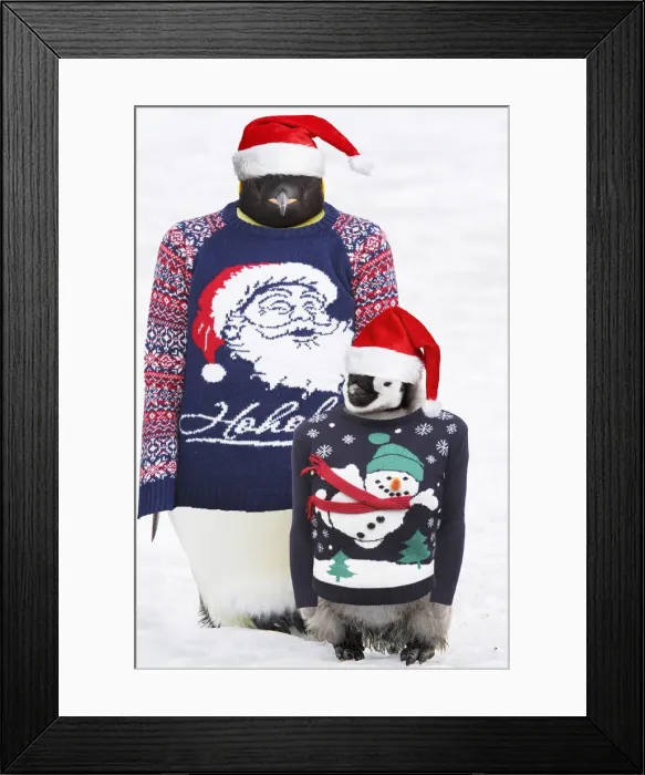 Framed Print : 13132710. Emperor Penguin, adult and chick wearing Christmas humpers and hats Date Framed Print : 13132710. Emperor Penguin, adult and chick wearing Christmas humpers and hats Date