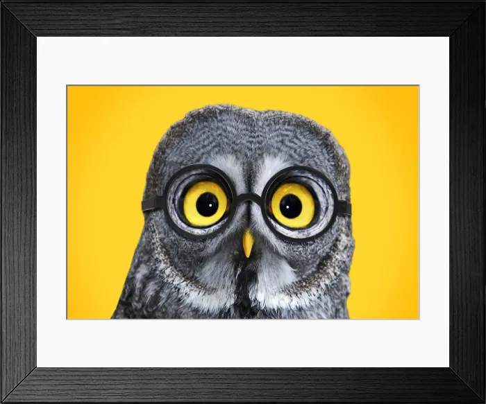 Framed Print : 13132711. Great Grey Owl, wearing glsses Date Framed Print : 13132711. Great Grey Owl, wearing glsses Date
