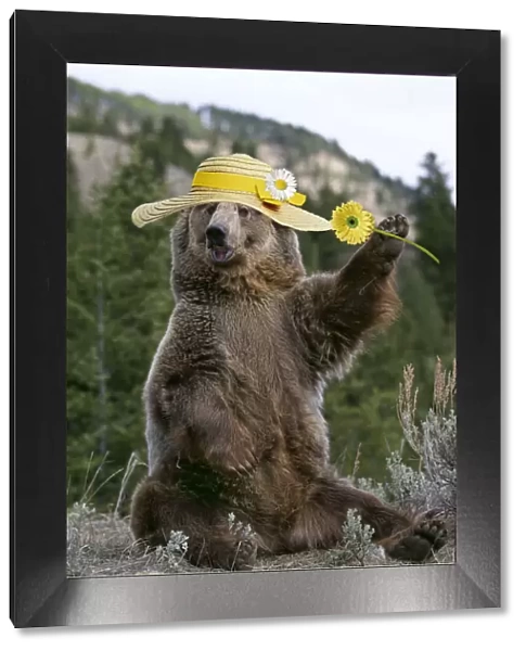 13132712. GRIZZLY BEAR, wearing Easter bonnet holding flower Date