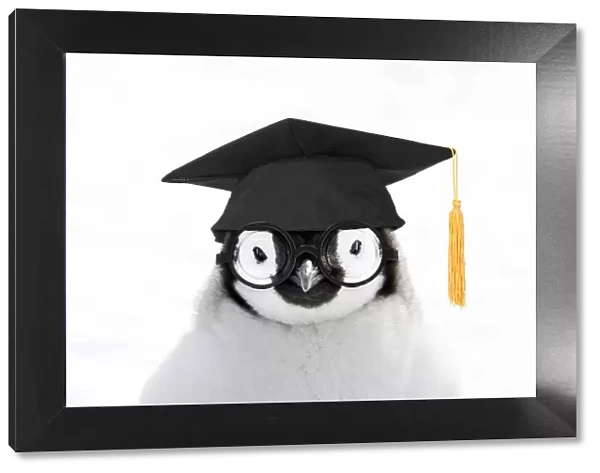 13132709. Emperor Penguin, close-up of chick wearing glasses amd mortar board Date