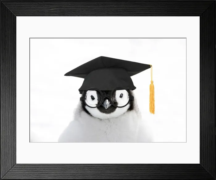 Framed Print : 13132709. Emperor Penguin, close-up of chick wearing glasses amd mortar board Date Framed Print : 13132709. Emperor Penguin, close-up of chick wearing glasses amd mortar board Date