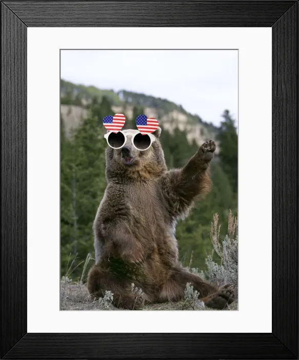 Framed Print : 13132714. GRIZZLY BEAR wearing American heart-shaped glasses Date Framed Print : 13132714. GRIZZLY BEAR wearing American heart-shaped glasses Date