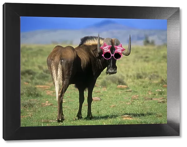 13132715. Black WILDEBEEST  /  Gnu wearing Happy New year sunglasses. HAPPY GNU YEAR! Date