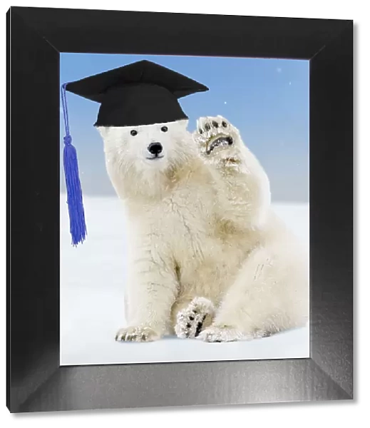 13132717. Polar Bear - young bear waving and wearing a Graduation cap Date