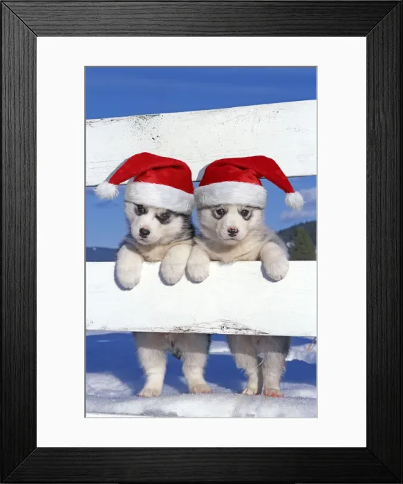 Framed Print : 13132612. Siberian Framed Print : 13132612. Siberian