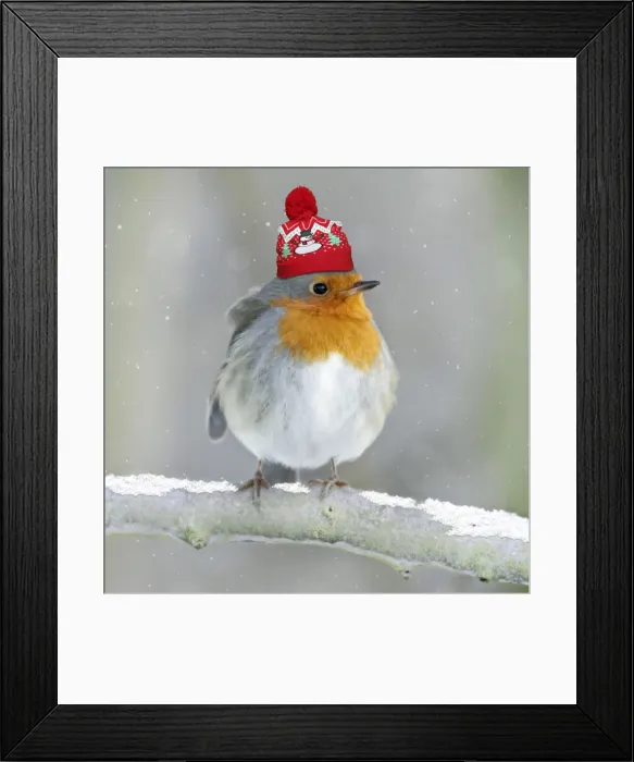 Framed Print : 13132681. Robin - perched on branch in snow with Christmas bobble hat Date Framed Print : 13132681. Robin - perched on branch in snow with Christmas bobble hat Date