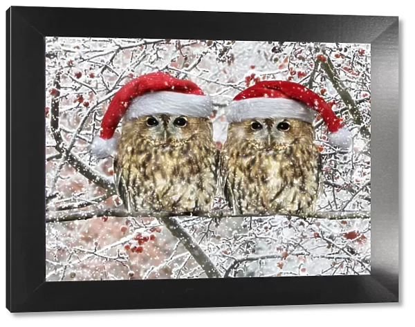 13132680. Tawny Owl, pair perched on branch with Christmas hats in winter snow Date